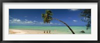 Framed Palm tree extended over the beach, Aitutaki, Cook Islands