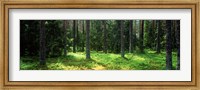 Framed Pine forest, Uppland, Sweden