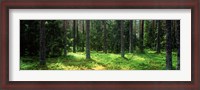 Framed Pine forest, Uppland, Sweden