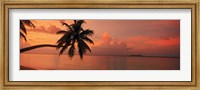 Framed Silhouette of palm tree on the beach at sunrise, Fihalhohi Island, Maldives