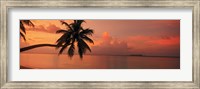 Framed Silhouette of palm tree on the beach at sunrise, Fihalhohi Island, Maldives