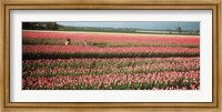 Framed Mother and daughters in field of red tulips, Alkmaar, Netherlands