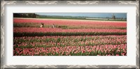 Framed Mother and daughters in field of red tulips, Alkmaar, Netherlands