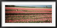 Framed Mother and daughters in field of red tulips, Alkmaar, Netherlands