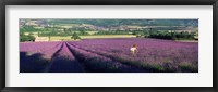 Framed Woman walking through fields of lavender, Provence-Alpes-Cote d'Azur, France