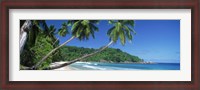 Framed Palm trees on the beach, Anse Severe, La Digue Island, Seychelles