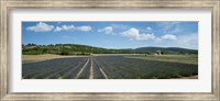 Framed Lavender fields near D701, Simiane-La-Rotonde, Alpes-de-Haute-Provence, Provence-Alpes-Cote d'Azur, France