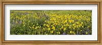 Framed Wildflowers in a field, Crested Butte, Gunnison County, Colorado, USA