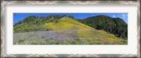 Framed Sunflowers and larkspur wildflowers on hillside, Colorado, USA