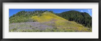 Framed Sunflowers and larkspur wildflowers on hillside, Colorado, USA