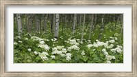 Framed Yarrow and aspen trees along Gothic Road, Mount Crested Butte, Gunnison County, Colorado, USA