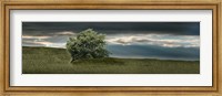 Framed Tree swaying in storm