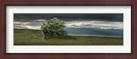 Framed Tree swaying in storm