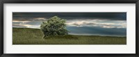 Framed Tree swaying in storm