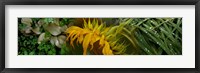 Framed Close-up of leaves with yellow flower