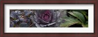 Framed Close-up of leaves and ornamental cabbage with water droplets