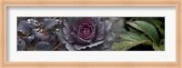 Framed Close-up of leaves and ornamental cabbage with water droplets