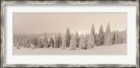 Framed Snow covered trees on a hill, Feldberg, Black Forest, Baden-Wurttemberg, Germany