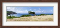 Framed Bended trees on the bay, Bay Of Buggerru, Iglesiente, Sardinia, Italy