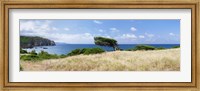 Framed Bended trees on the bay, Bay Of Buggerru, Iglesiente, Sardinia, Italy