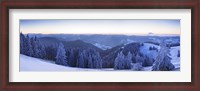 Framed Snow covered trees on a hill, Feldberg Mountain, Black Forest, Baden-Wurttemberg, Germany