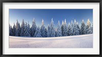Framed Snow covered trees on a landscape, Belchen Mountain, Black Forest, Baden-Wurttemberg, Germany