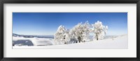 Framed Snow covered trees, Schauinsland, Black Forest, Baden-Wurttemberg, Germany