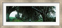 Framed Trees at the Dark Hedges, Armoy, County Antrim, Northern Ireland