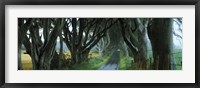 Framed Road at the Dark Hedges, Armoy, County Antrim, Northern Ireland