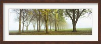 Framed Trees in a park during fog, Wandsworth Park, Putney, London, England