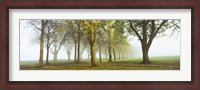 Framed Trees in a park during fog, Wandsworth Park, Putney, London, England