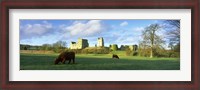 Framed Highland cattle grazing in a field, Helmsley Castle, Helmsley, North Yorkshire, England