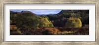 Framed Trees on a mountain, Glen Carron, Highlands Region, Inverness-Shire, Scotland