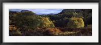 Framed Trees on a mountain, Glen Carron, Highlands Region, Inverness-Shire, Scotland