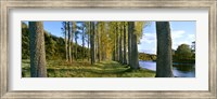 Framed Poplar Treelined at the riverside, River Tweed, Maxton, Newtown St. Boswells, Scotland