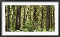 Framed Trees in a forest, Quinault Rainforest, Olympic National Park, Washington State