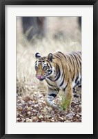 Framed Bengal tiger (Panthera tigris tigris) in a forest, India