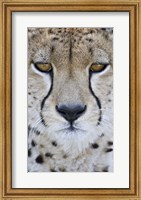 Framed Close-up of a cheetah (Acinonyx jubatus), Tanzania