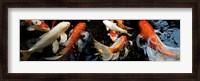 Framed Koi Carp swimming underwater