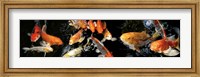 Framed Koi Swimming