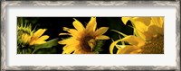 Framed Sunflowers