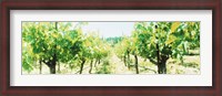 Framed Close up of Vines, Napa Valley, California