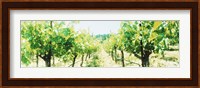 Framed Close up of Vines, Napa Valley, California