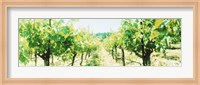 Framed Close up of Vines, Napa Valley, California
