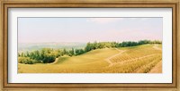 Framed Vineyards in spring, Napa Valley, California