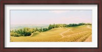 Framed Vineyards in spring, Napa Valley, California