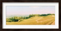 Framed Vineyards in spring, Napa Valley, California