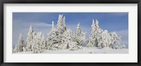 Framed Frost and ice on trees in midwinter, Crater Lake National Park, Oregon, USA