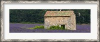 Framed Stone building in a lavender field, Provence-Alpes-Cote D'Azur, France
