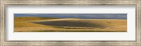 Framed Wheat field, Palouse, Washington State, USA